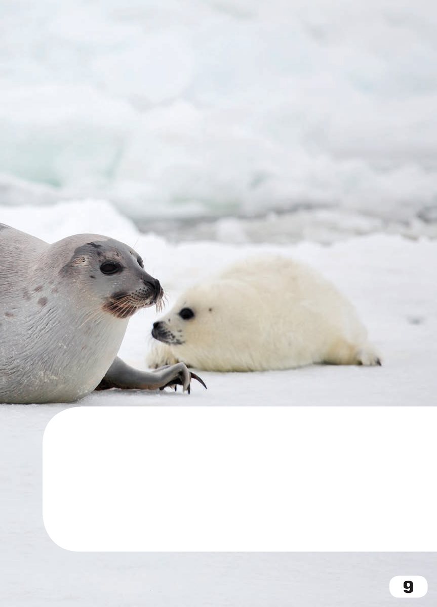 See the harp seals They live near the North Pole ArialMT - photo 11