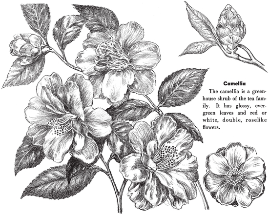 Camellia The camellia is a greenhouse shrub of the tea family It has glossy - photo 13