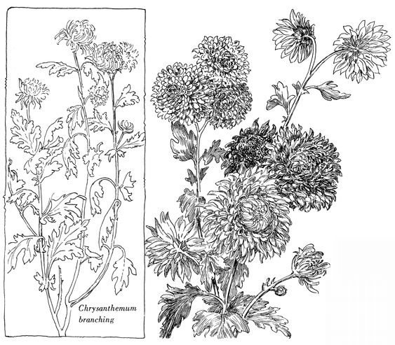 Chrysanthemum The chrysanthemum is an ornamental cultivated plant derived - photo 17