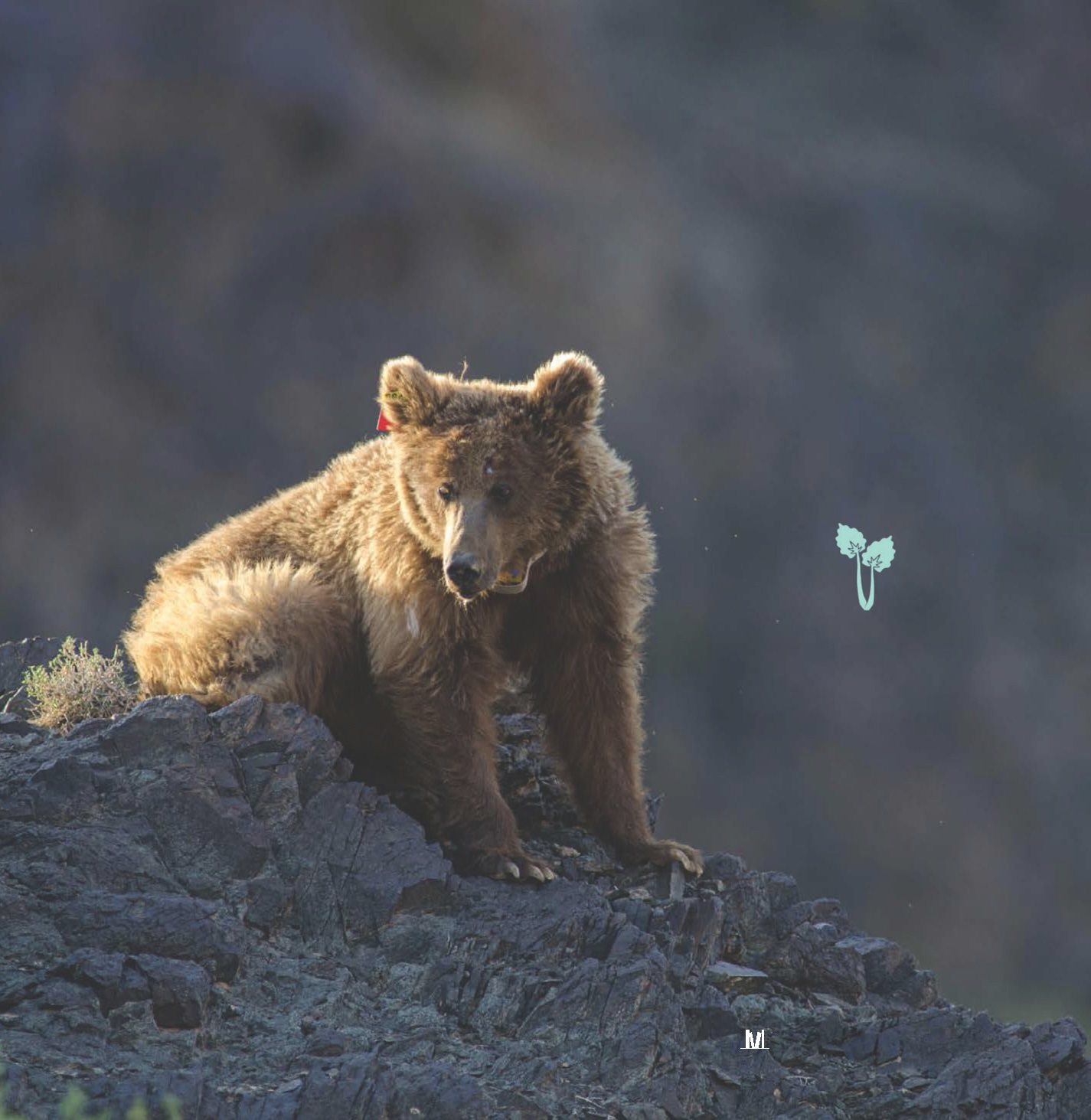 The Great B ea R R e SC ue Saving the Gobi Bears Sandra Markle - photo 3