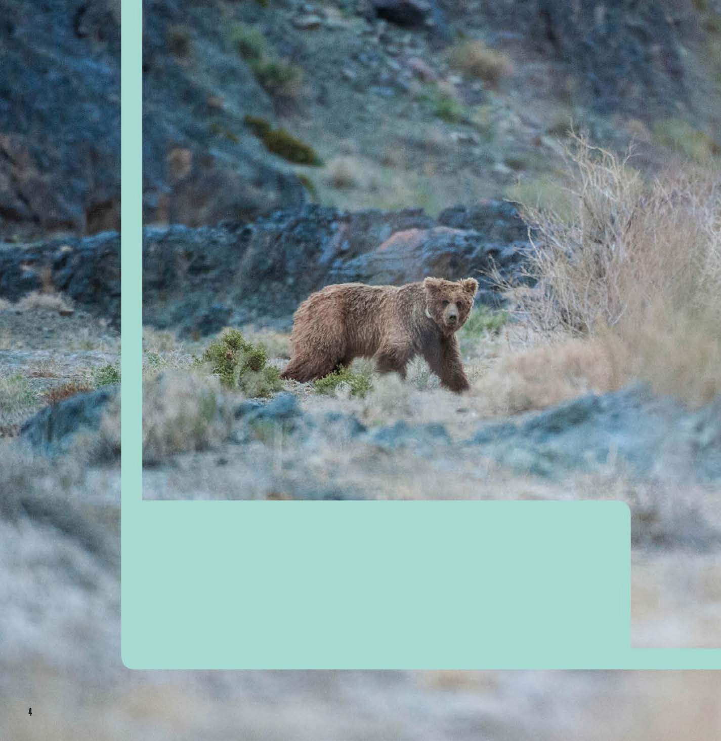 Gobi bears have an extra-thick fur coat to protect them against the desert heat - photo 6