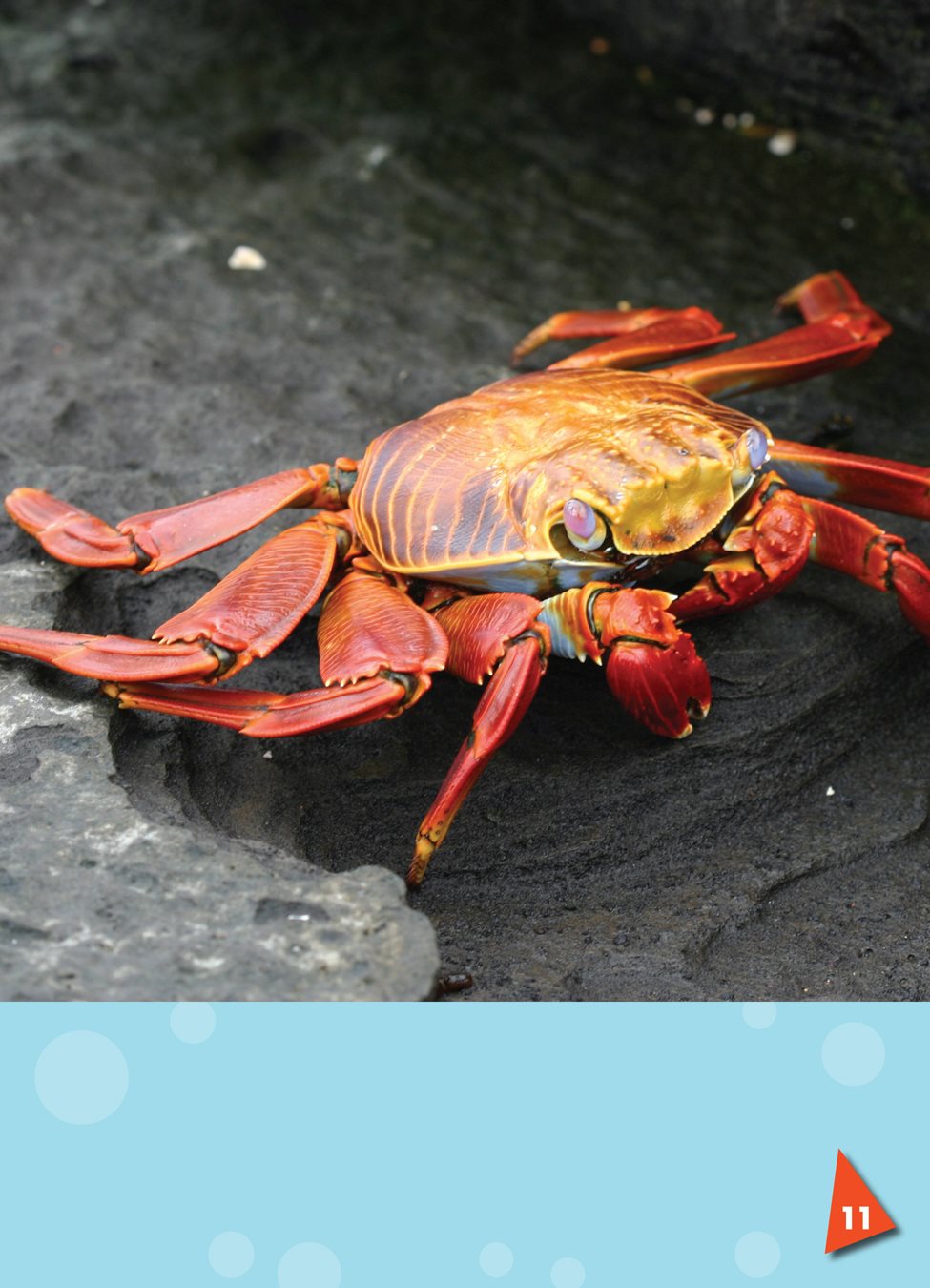 Some crabs can wave their eyes around to look in different directions at - photo 12