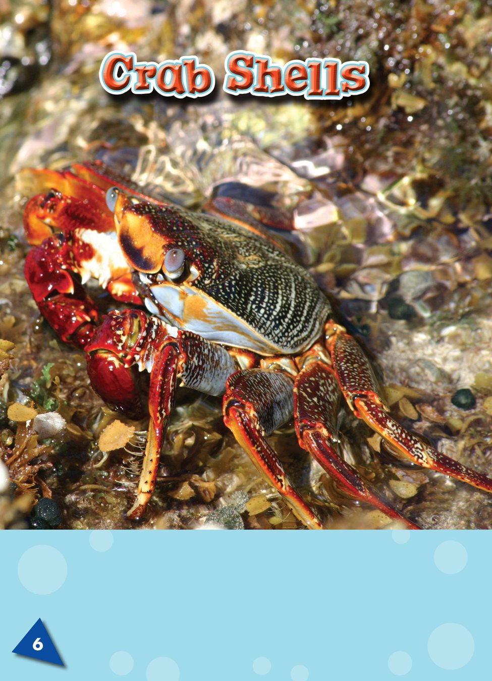 A hard shell protects a crabs soft body Crabs molt to lose the outer - photo 5