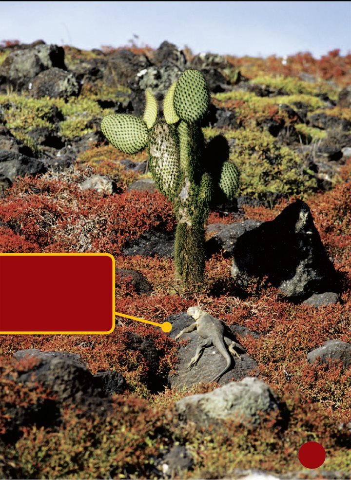 An iguana warms up on a rock in the desert Most reptiles live on - photo 14