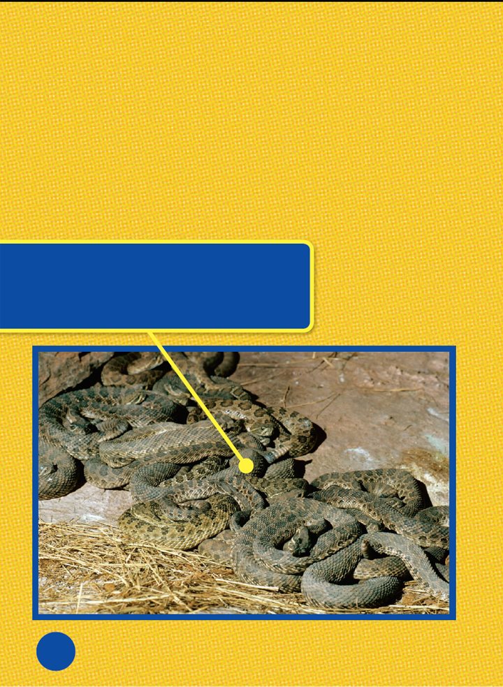 Most reptiles live on or near land in warm places What do reptiles do when - photo 15