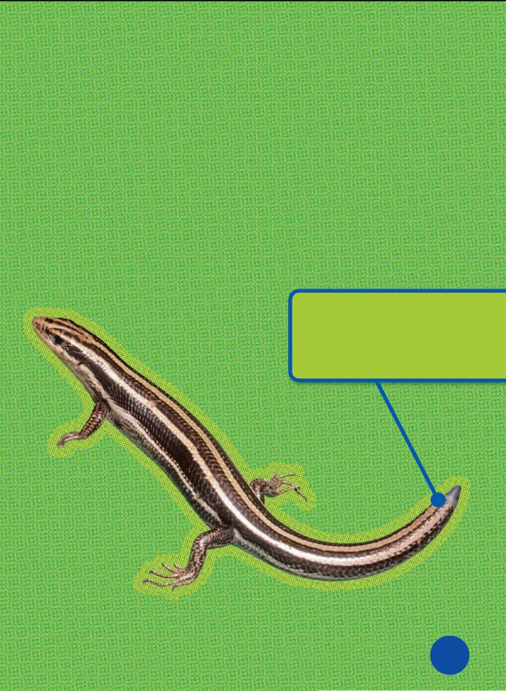 How do other reptiles stay safe A skink can drop its tail if an animal - photo 18