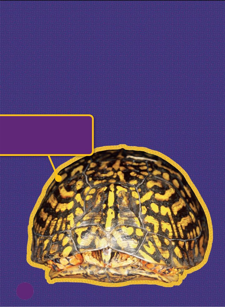 A box turtle pulls in its head tail and legs It clamps its shell shut A - photo 19