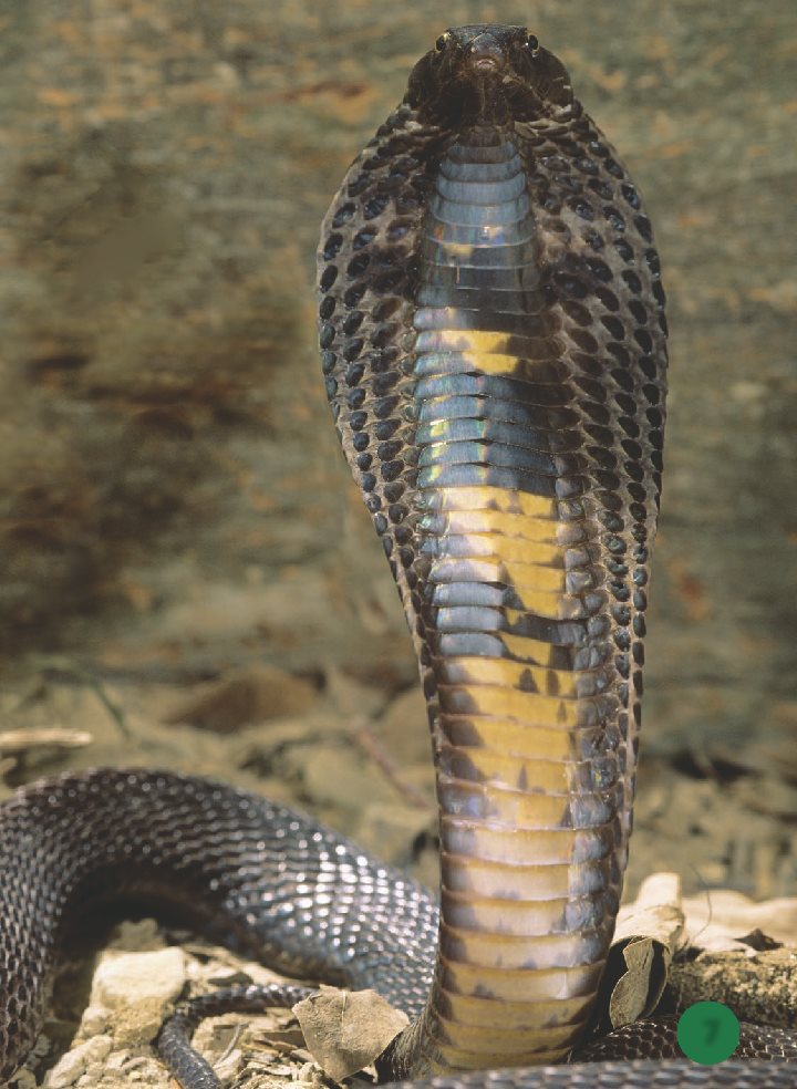 Snakes have wide scales on their bellies Scales help them glide across - photo 8