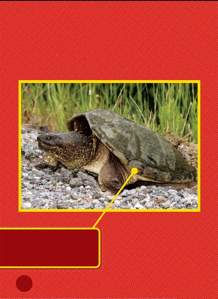 A snapping turtle has small scales on its neck Large scales cover its - photo 9