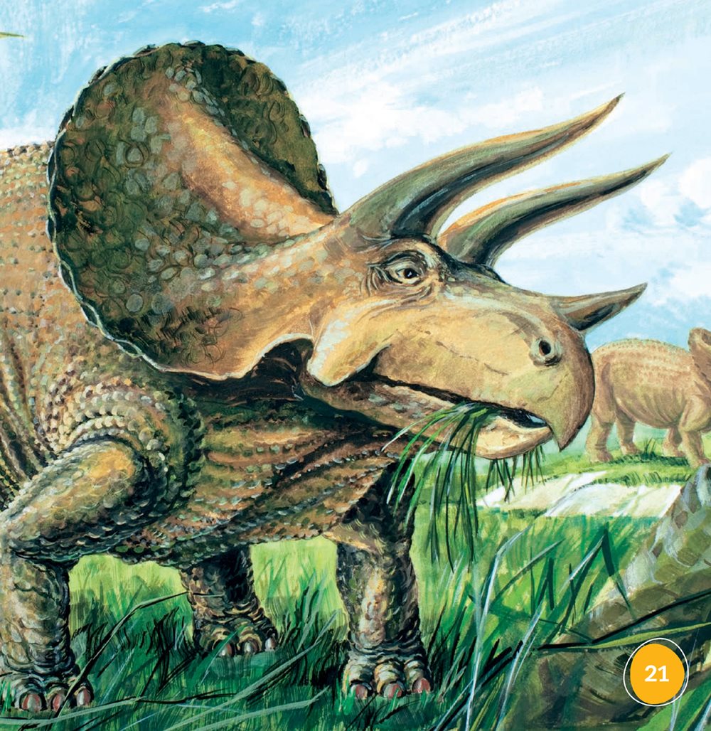 Parts of a Triceratops horns frill beak legs Picture Glossary - photo 21