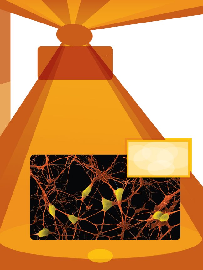 Chapter NERVES Your nerves are made up of special cells called nerve - photo 10