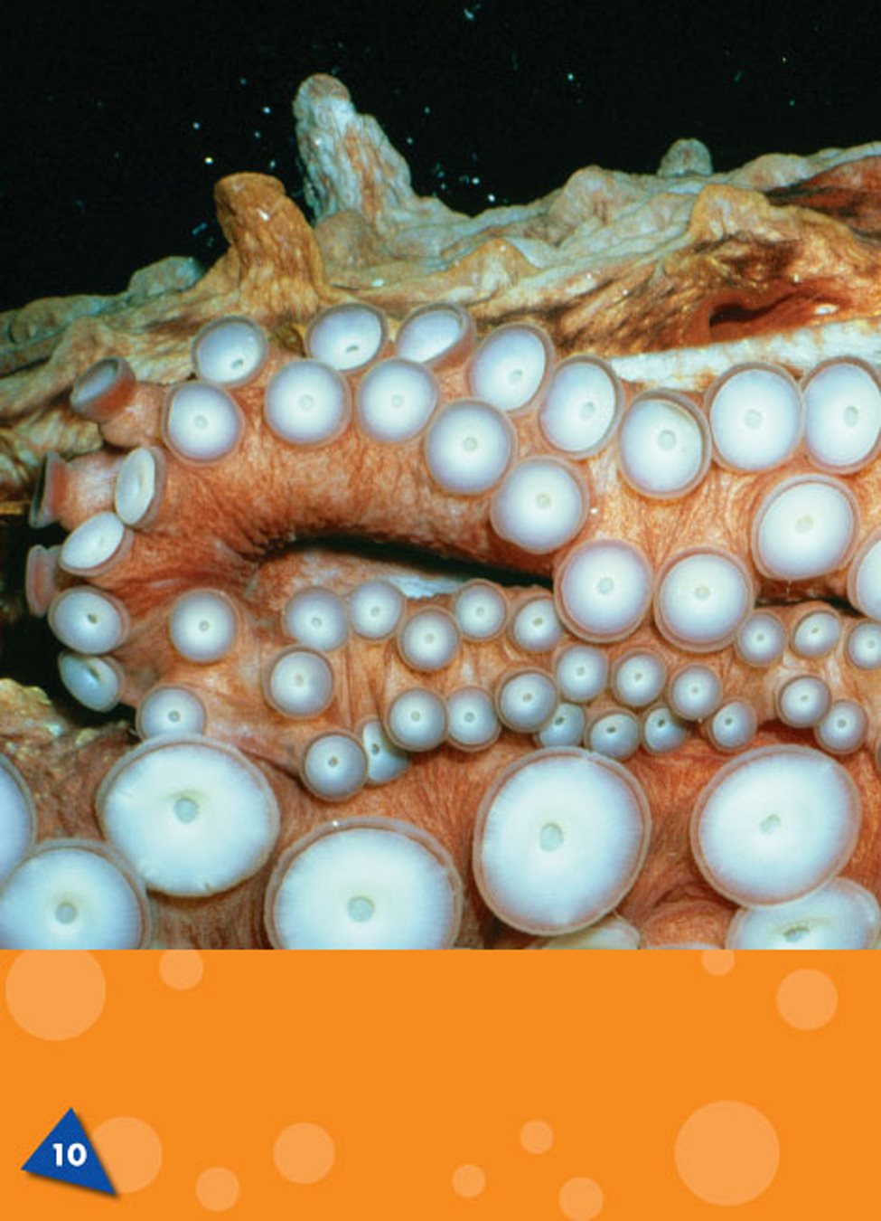 Octopus arms have suckers round cup-shaped parts on an octopuss arms suckers - photo 10