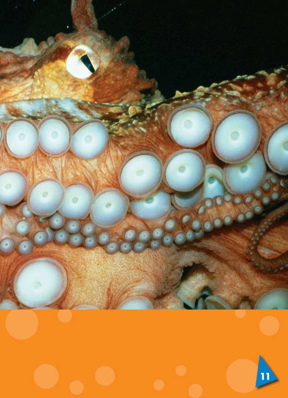 Octopuses use their suckers to smell and to taste Octopuses also - photo 12