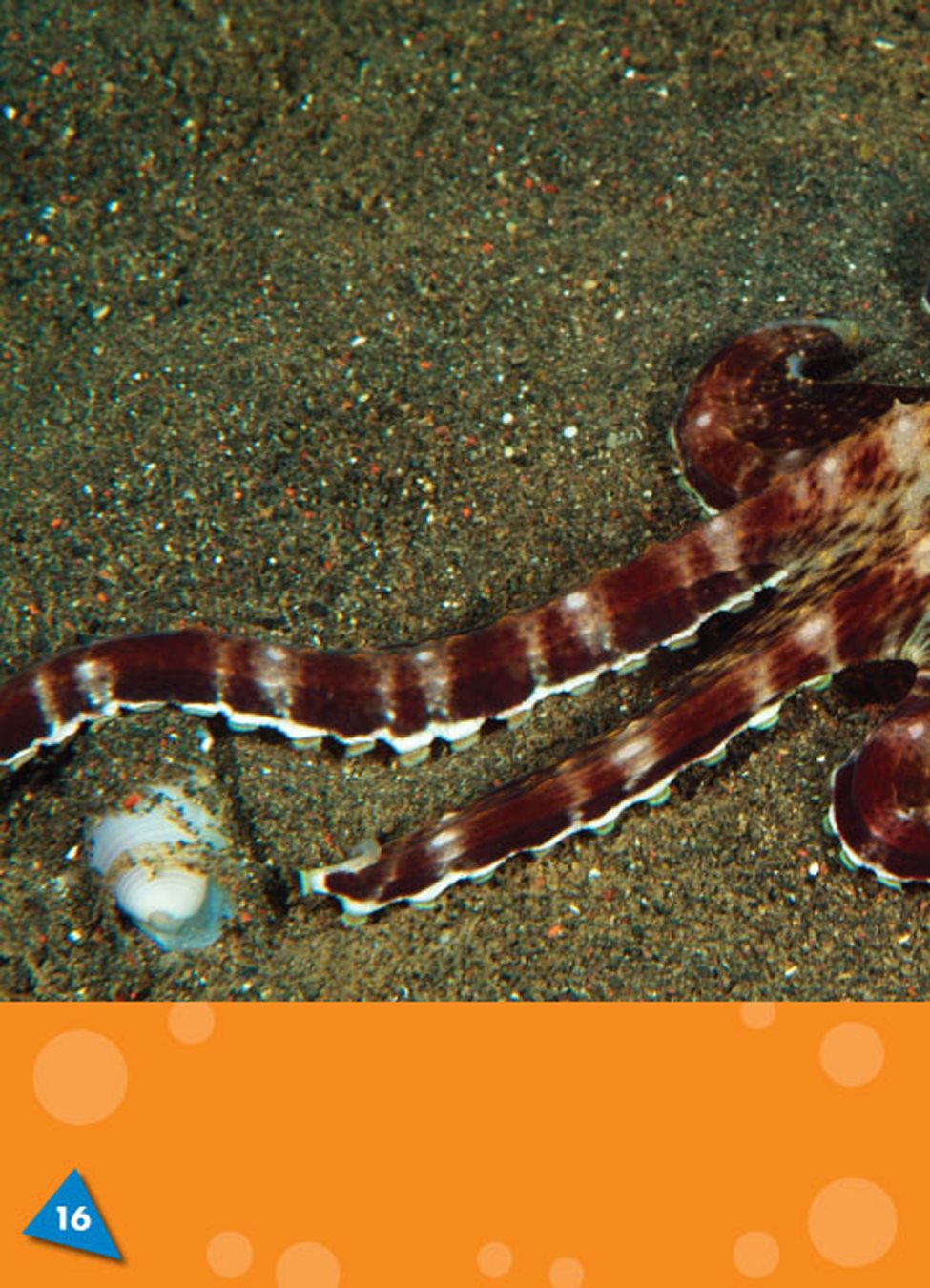 Octopuses poke their arms between rocks to search for their prey an animal - photo 18