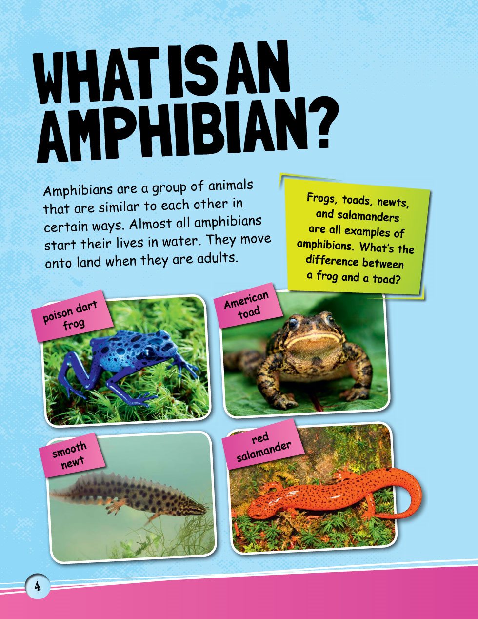 WHAT IS AN AMPHIBIAN Amphibians are a group of animals that are similar to - photo 6