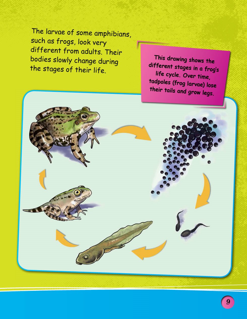 The larvae of some amphibians such as frogs look very different from adults - photo 11