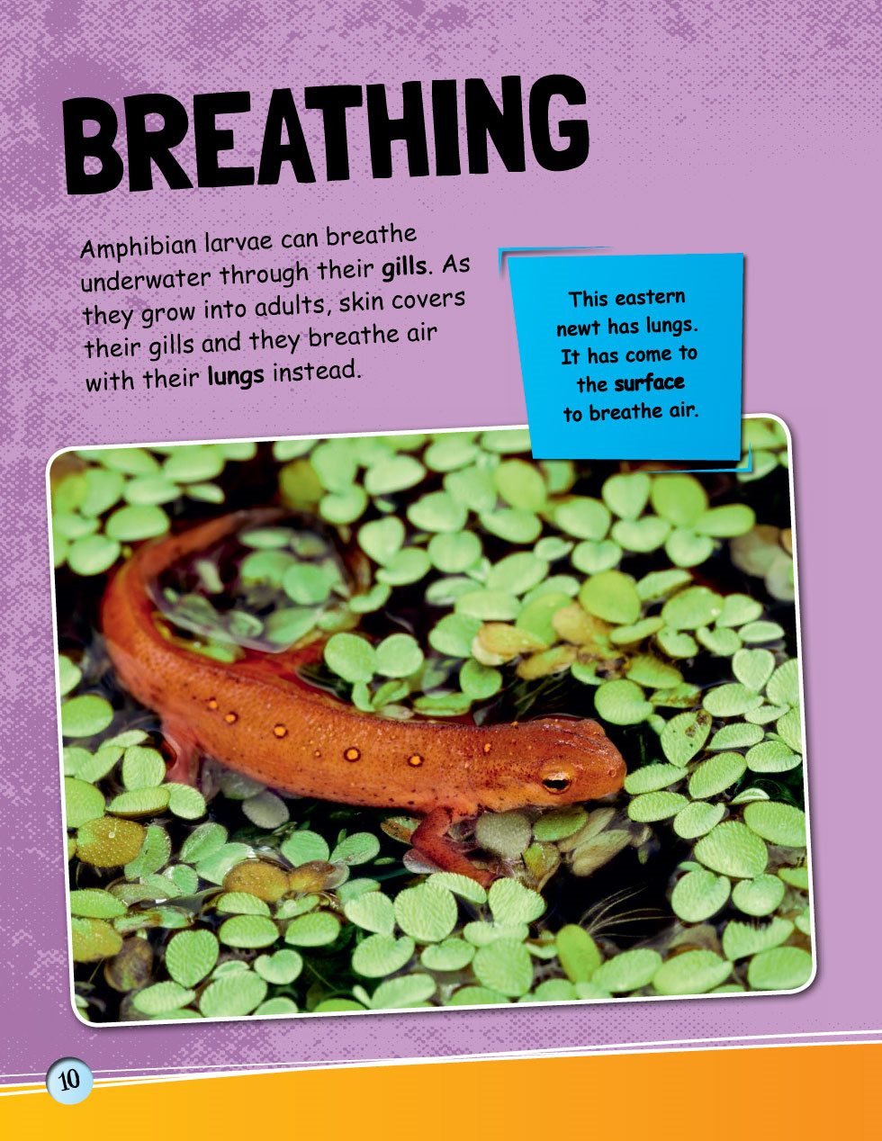 BREATHING Amphibian larvae can breathe underwater through their gills As - photo 12