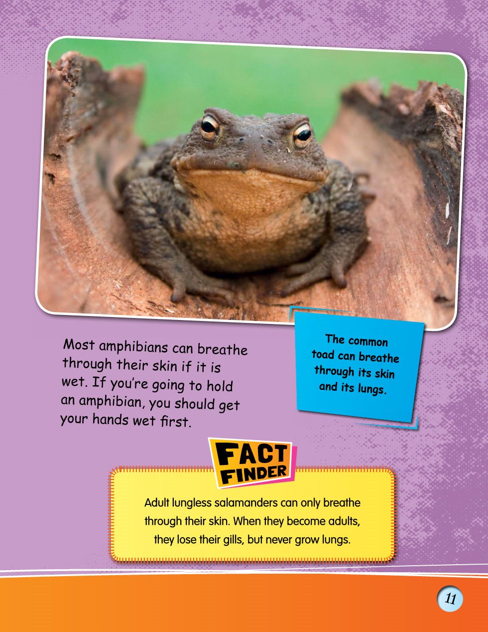 Most amphibians can breathe through their skin if it is wet If youre going to - photo 13