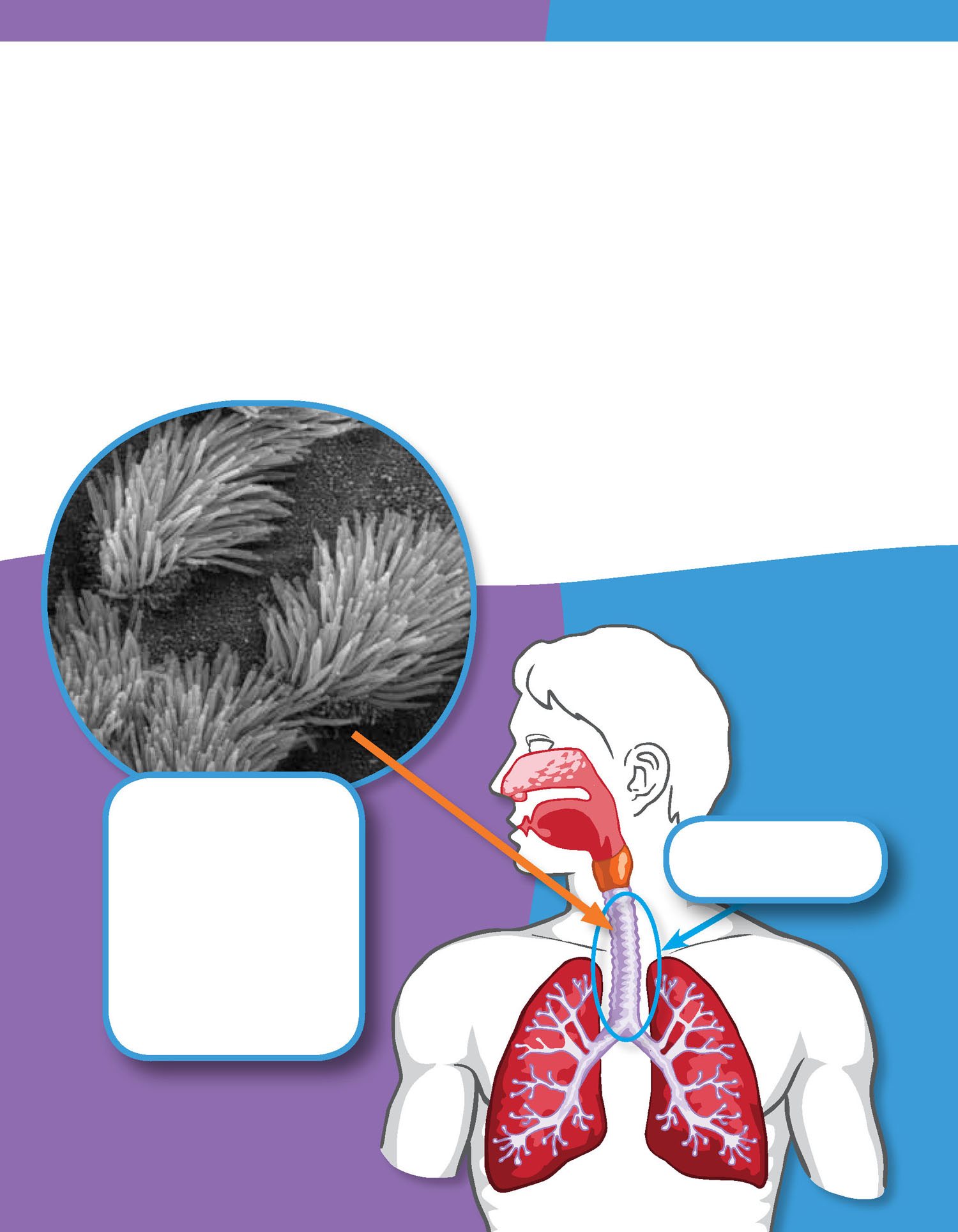 Next the air goes to your windpipe The windpipe is a tube in your neck The - photo 15