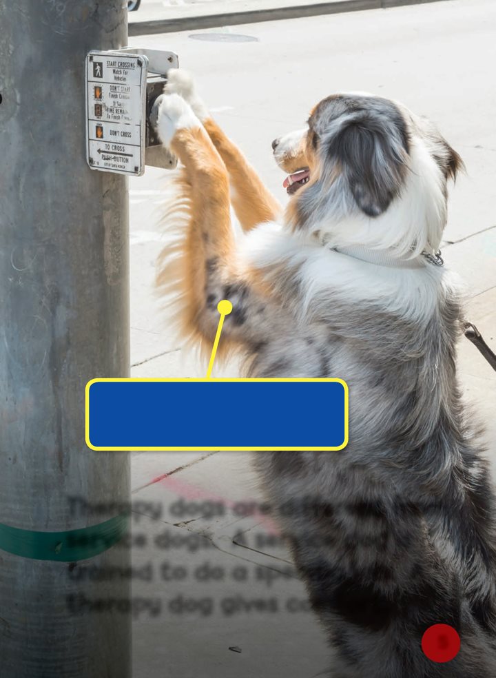 This service dog is helping its owner cross the street Therapy dogs are - photo 5