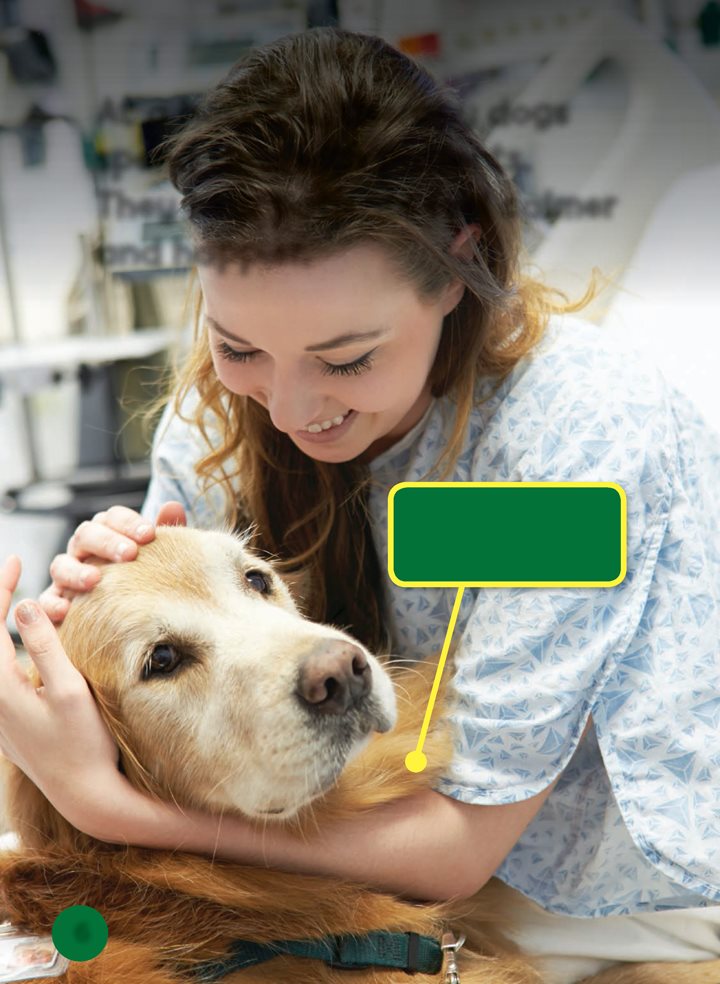 At a hospital therapy dogs spend time with patients They help patients - photo 6