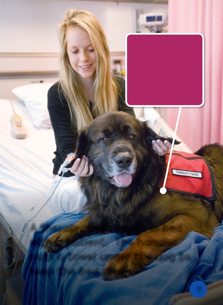 Handlers keep therapy dogs clean But they also put a towel under the - photo 9