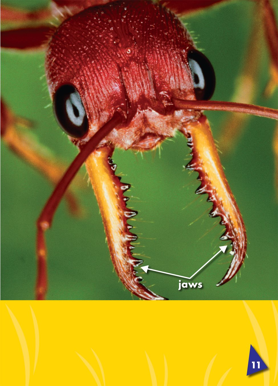 Ants have strong jaws the sharp pinchers at the front of an ants head - photo 14