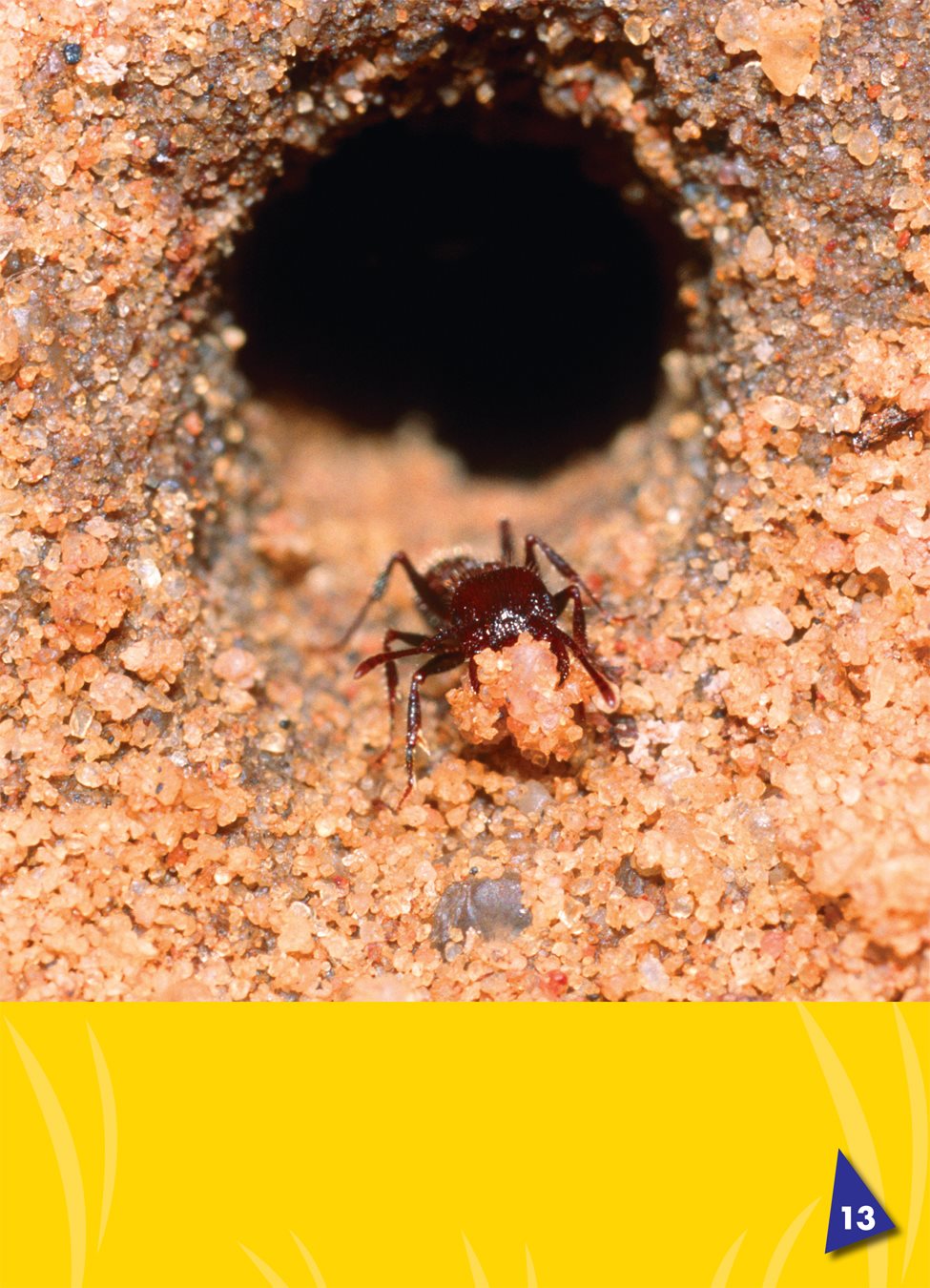 Ants use their jaws to dig Most ants dig a nest under the ground - photo 17