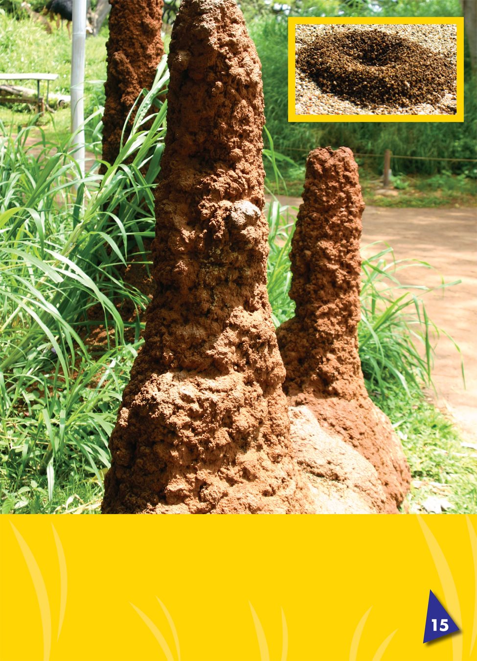 Many ants make a mound a pile of sand or dirt at the opening of an ants nest - photo 19