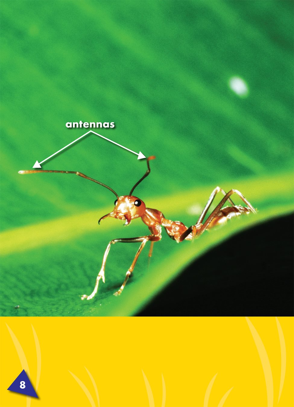 Ants have antennas the long thin feelers on an insects head Their - photo 9