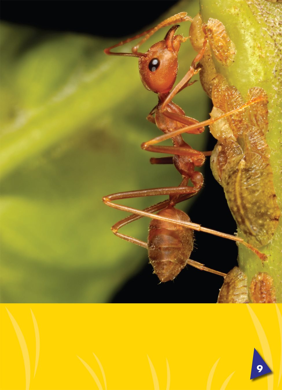 Ants use their antennas to touch and smell All ants have six legs - photo 11