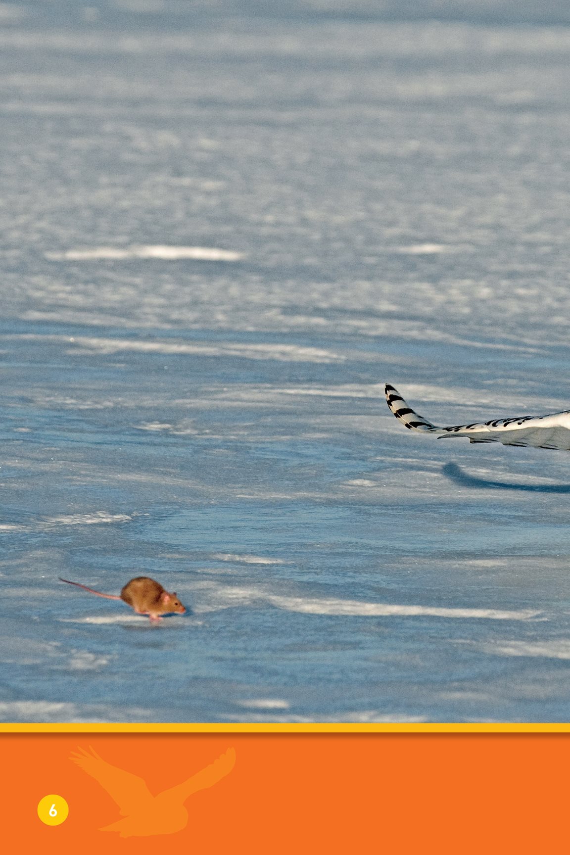 Food Snatch This snowy owl flaps its wings - photo 8