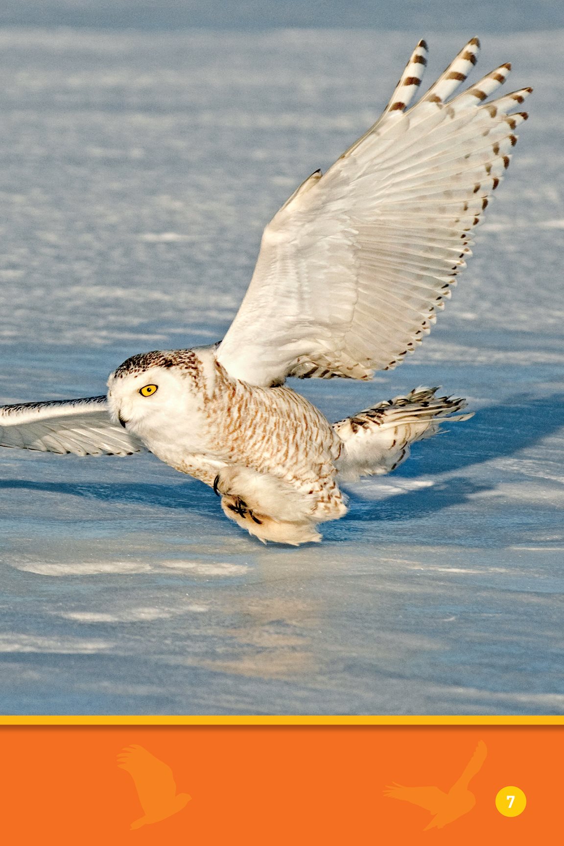 Snatch This snowy owl flaps its wings It glides - photo 9