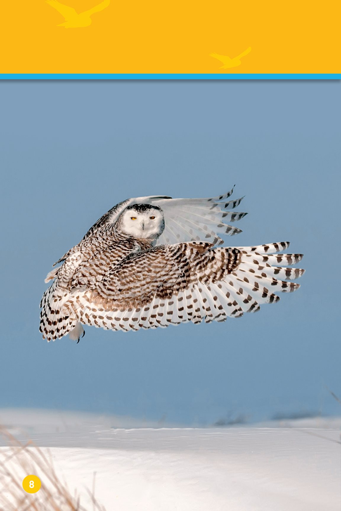 This snowy owl flaps its wings It glides in the air - photo 10