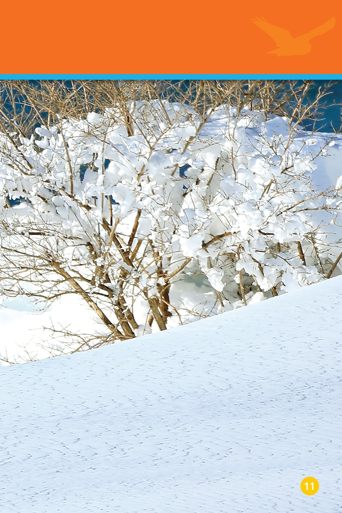 What is here Snow Trees - photo 13