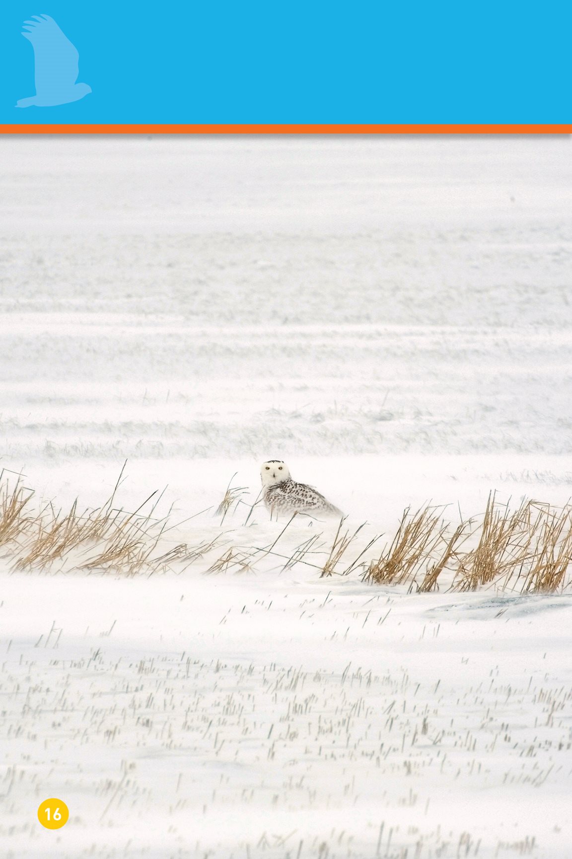 The snow here is white So is the snowy owl Can you see it - photo 18