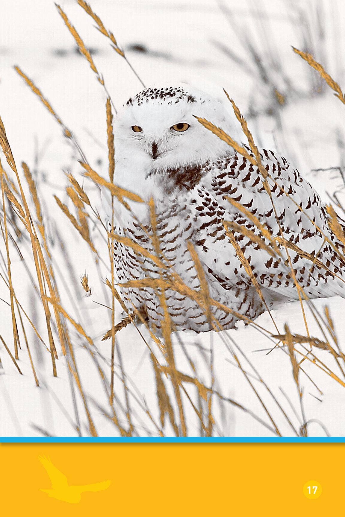 So is the snowy owl Can you see it A snowy owls color helps it hide - photo 19