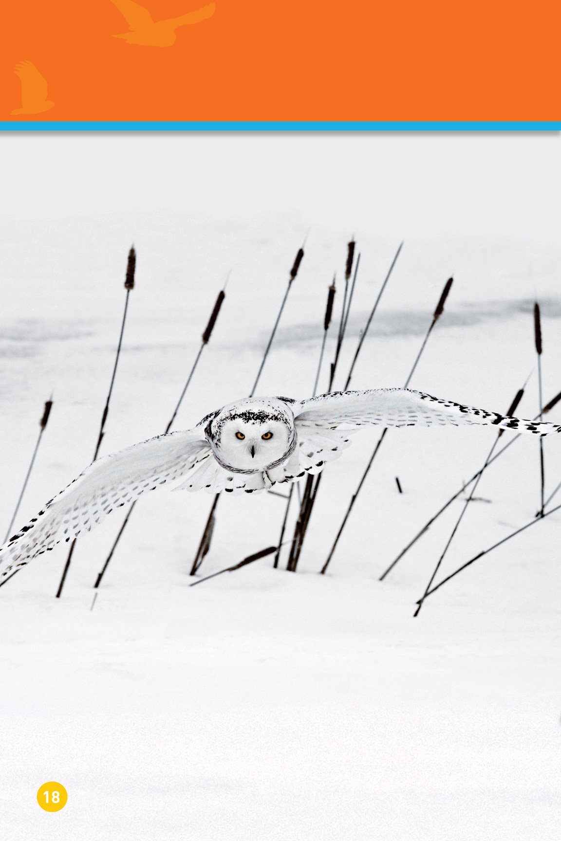 A snowy owls color helps it hide It sees a mouse it wants to eat The - photo 20