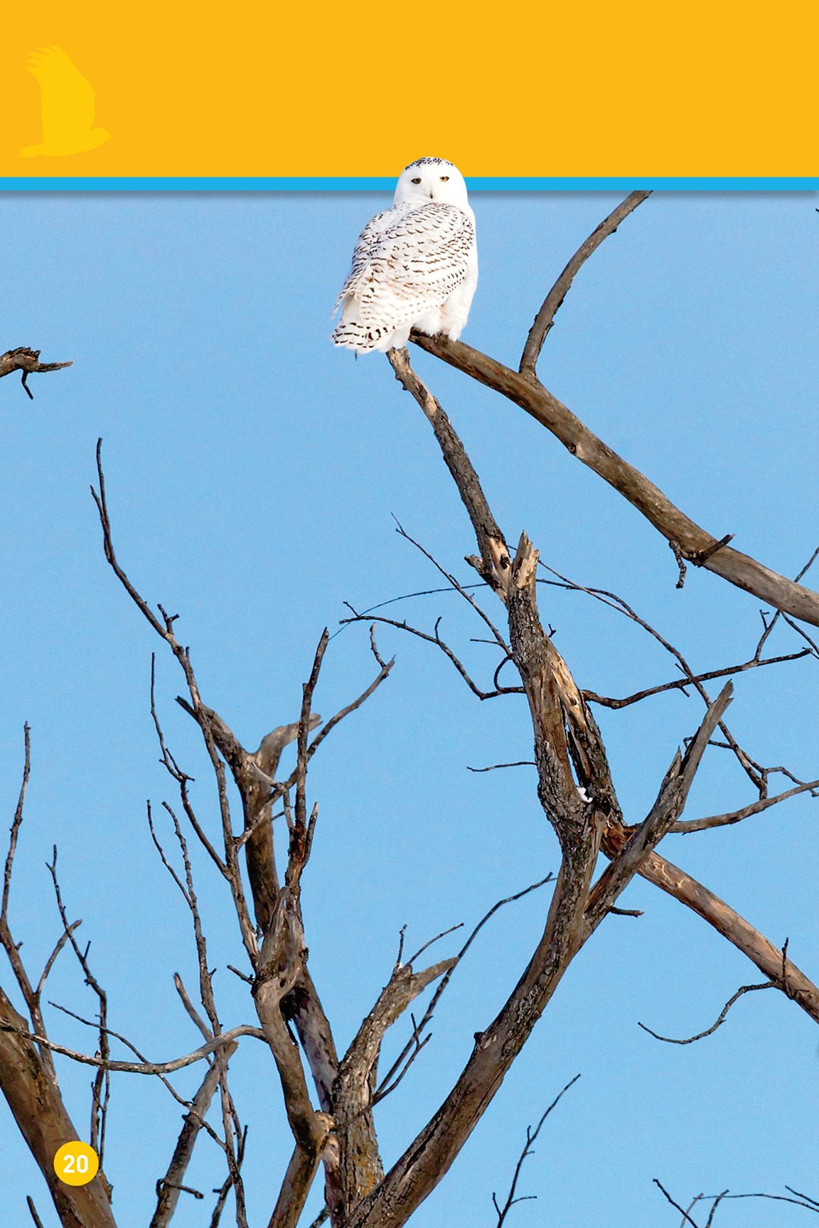 The snowy owl sits It listens Swoop Snatch Ho - photo 22