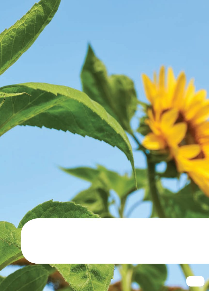 A sunflower plant grows a tall stem AvenirLTPro-Heavy AvenirLTPro-Light - photo 11