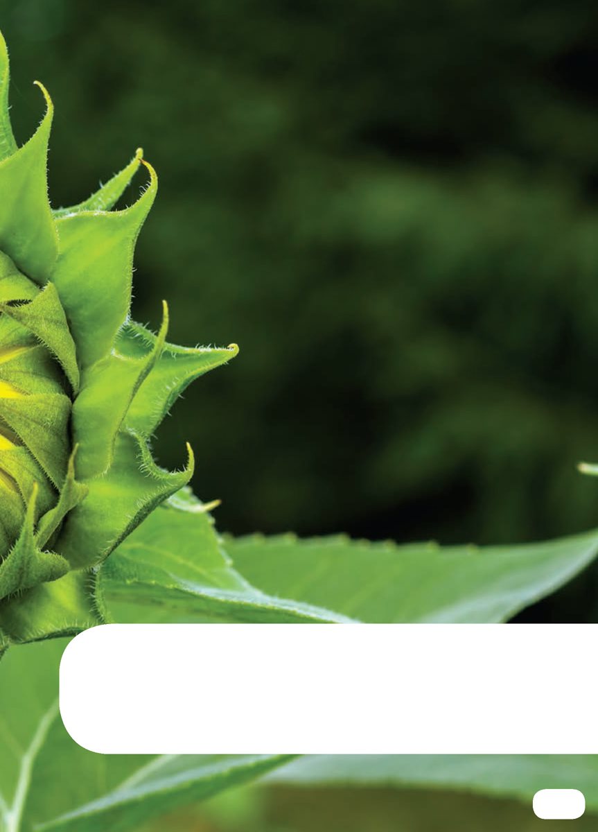 A sunflower bud grows on the stem AvenirLTPro-Heavy AvenirLTPro-Light - photo 13