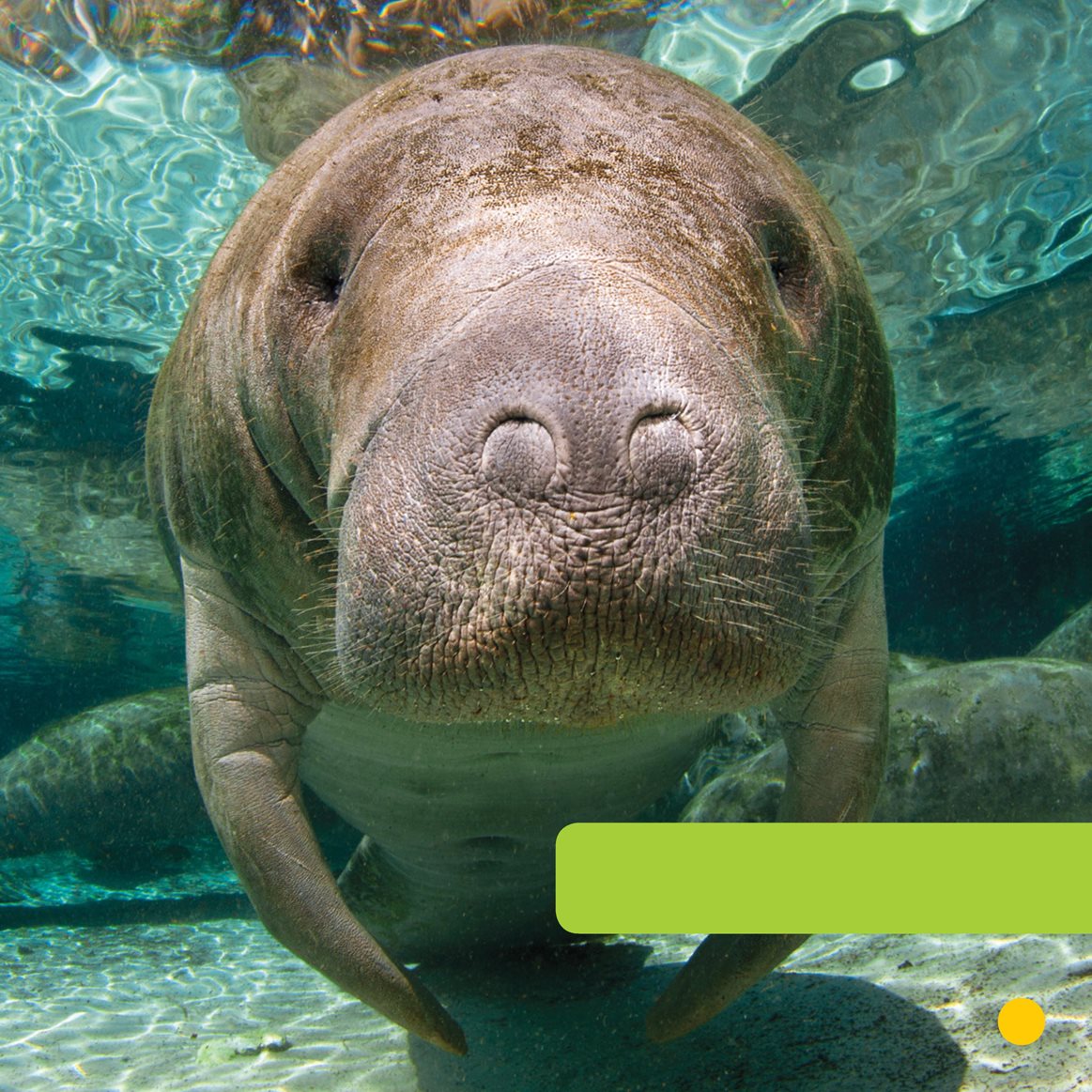 It is a manatee Manatees are big mammals They live by the coast - photo 5