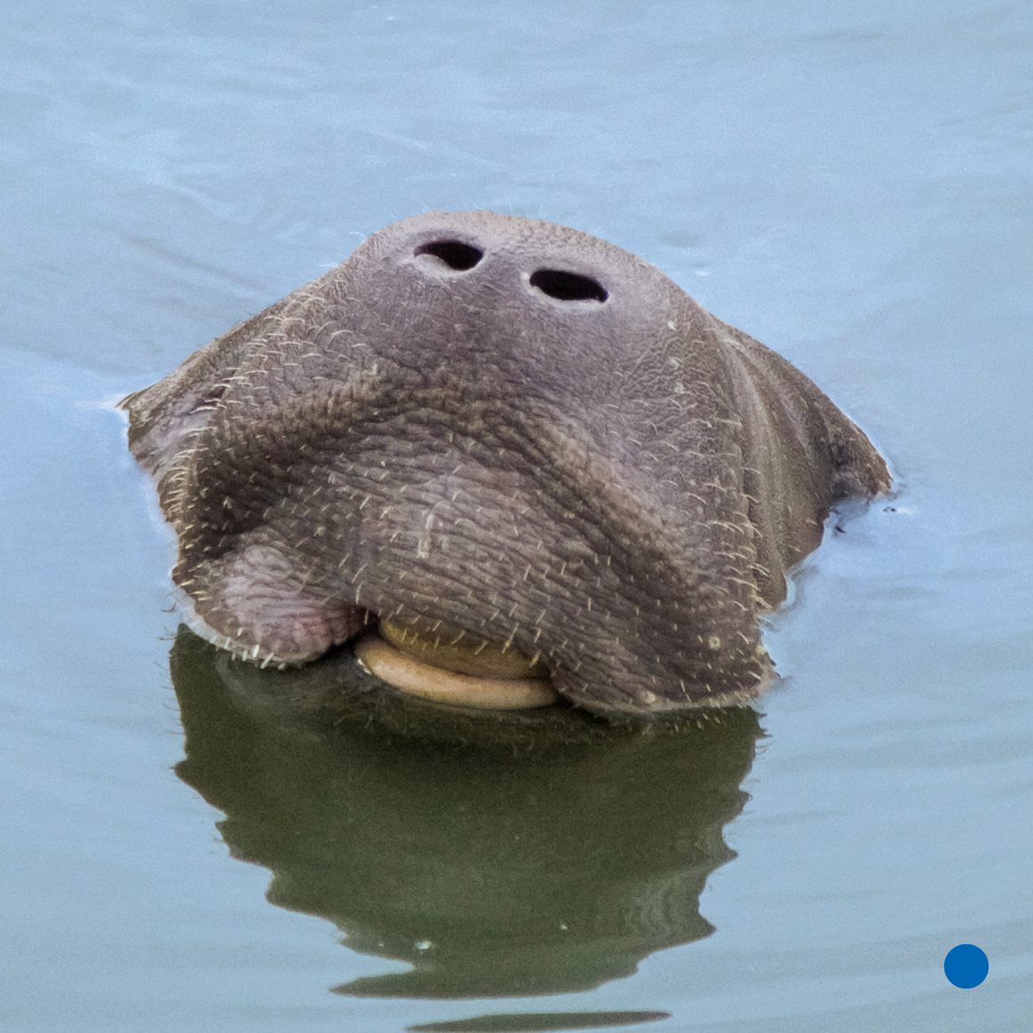 He swims again Hi fish Its OK The manatee is gentle He does not - photo 15