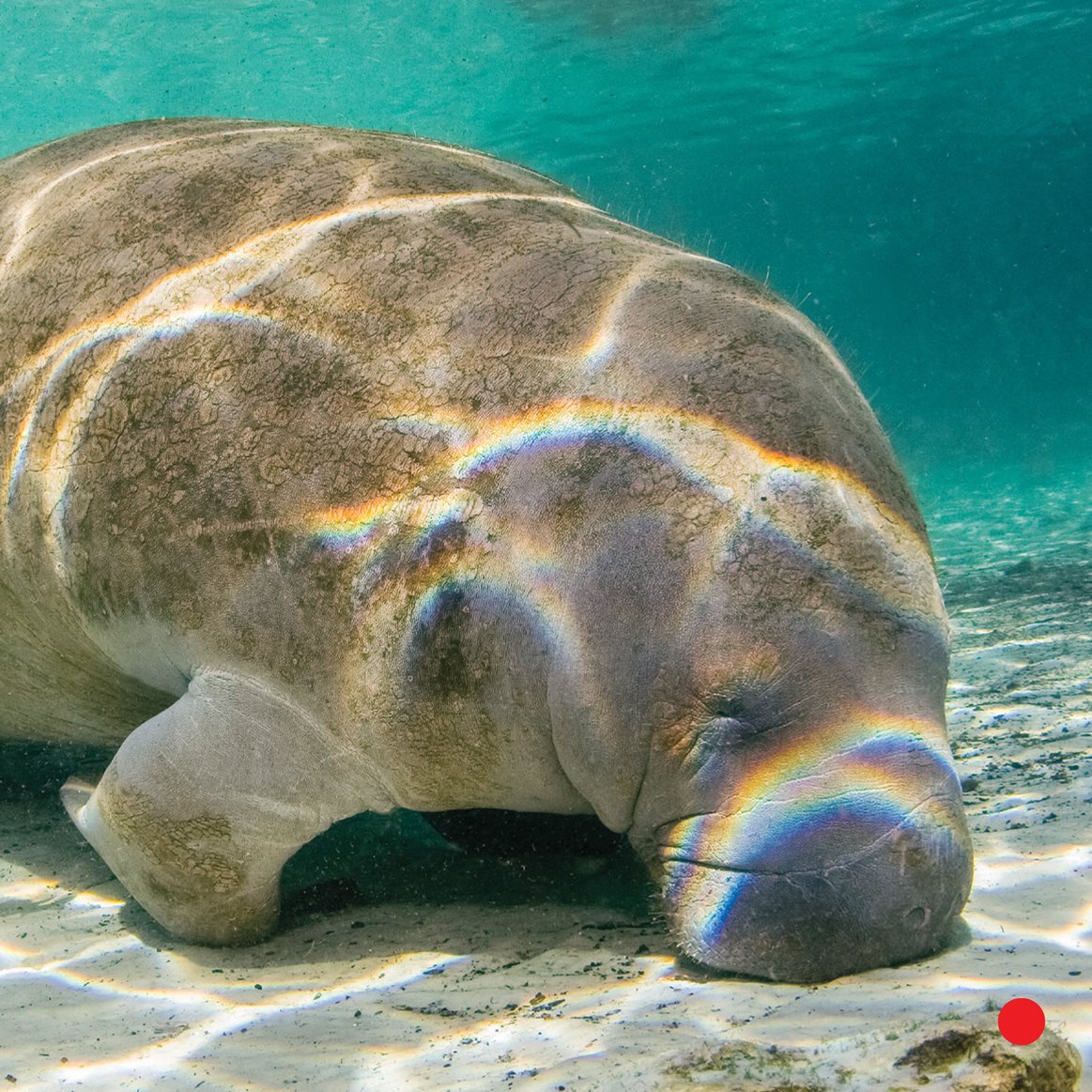 Parts of a Manatee snout Manatees have a big wide snout skin Thick skin - photo 21