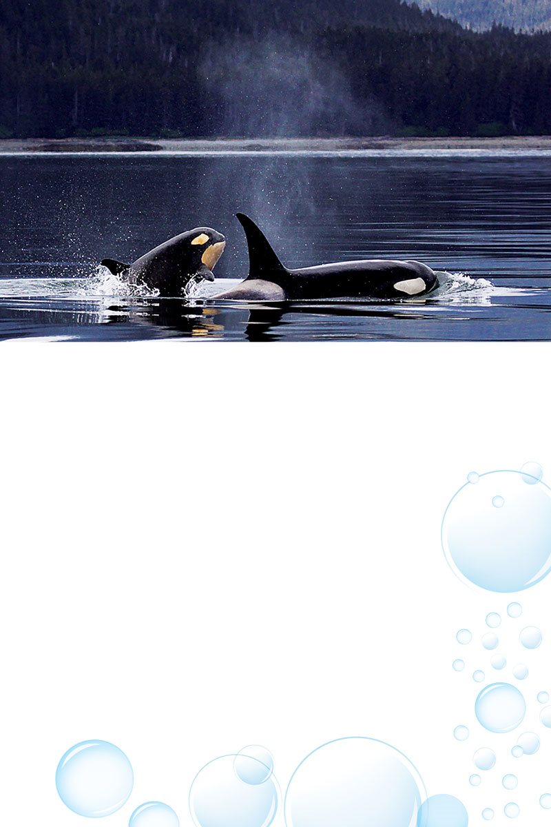 Some orcas feed on only fish They usually find enough to eat close to - photo 8