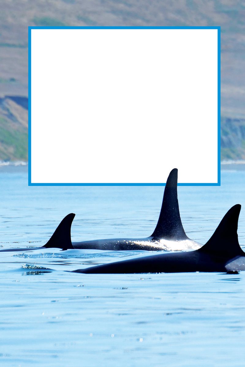 What would your family be like Orcas live in groups Each group is called - photo 9