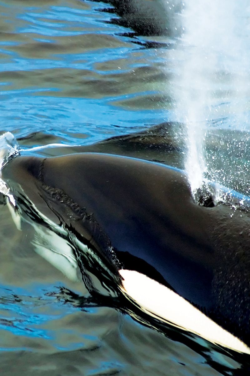 How would you learn to be an orca A younger calf swims alongside its - photo 12