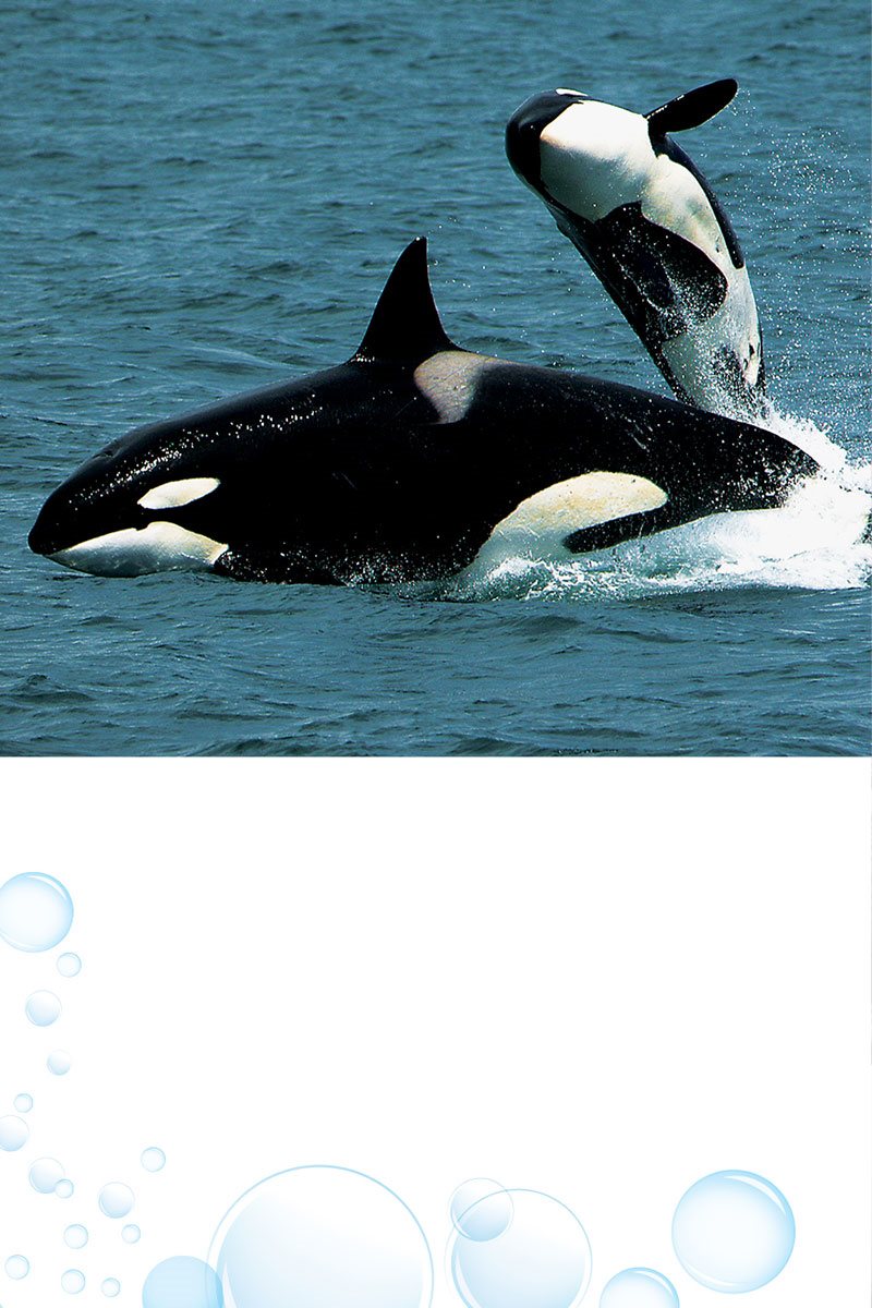 How would you learn to be an orca A younger calf swims alongside its - photo 13