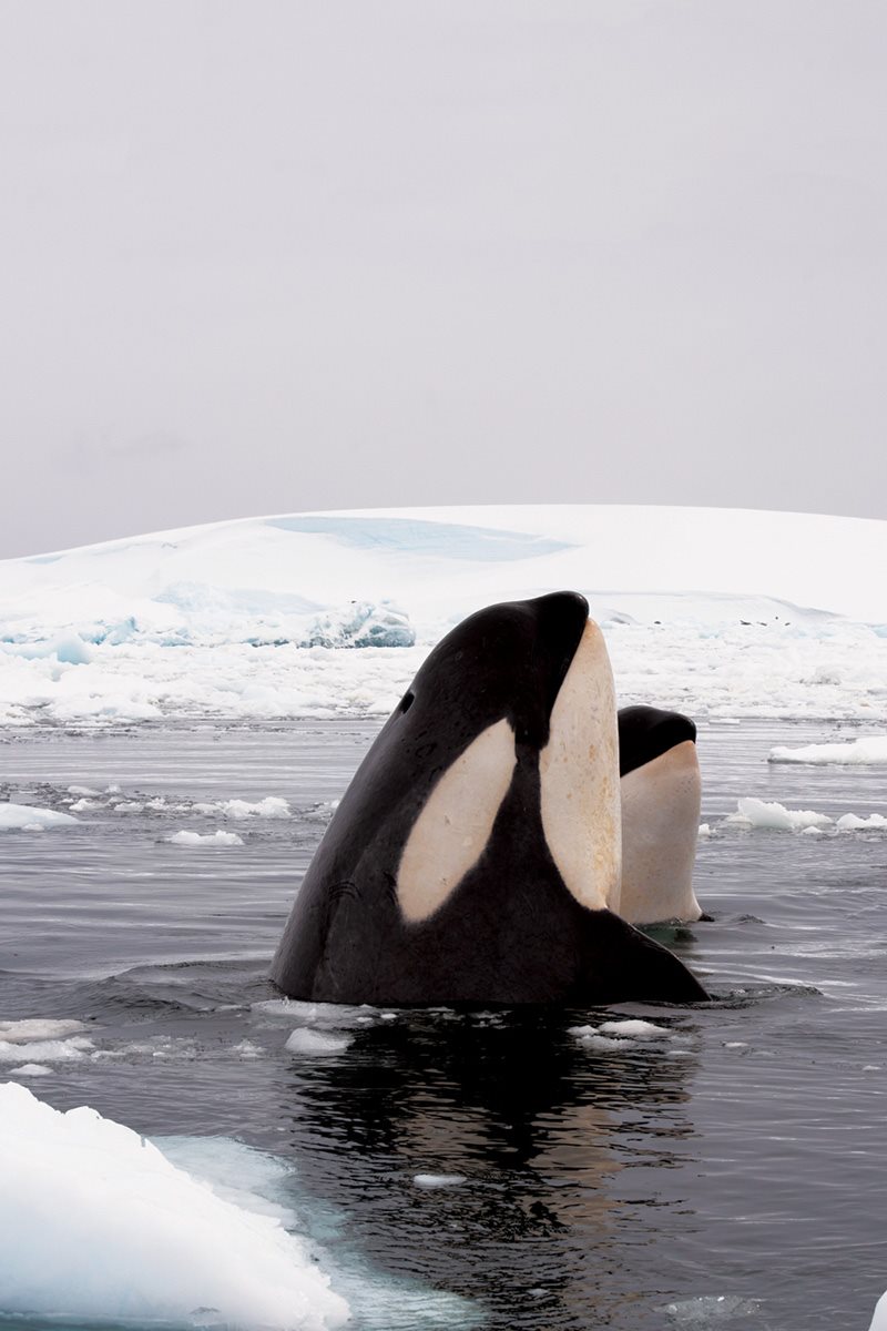 A calf learns to poke its head up out of the water Thats called spy- - photo 14