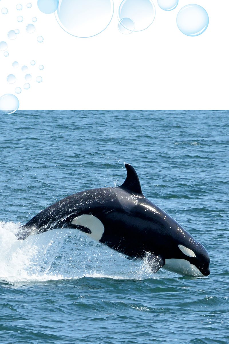 Young calves practice leaping out of the water Leaping helps orcas swim - photo 15